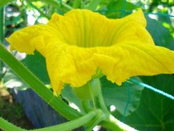 かぼちゃの花