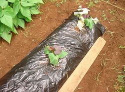 サツマイモ植え付け