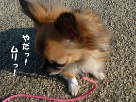 犬