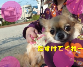 犬