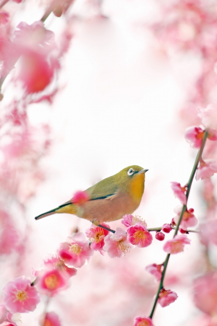 梅の木