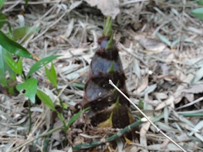 最初に発見した竹の子