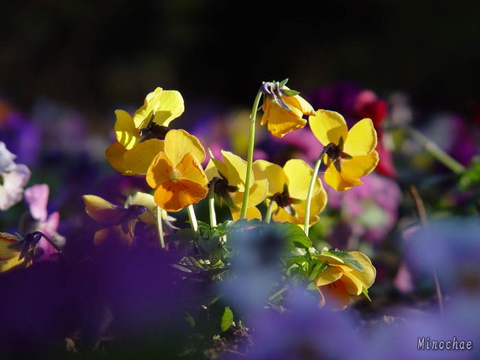 Gyoda Park Flower
