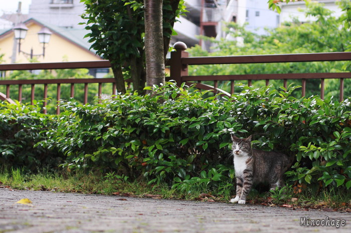 ご近所ネコ君(1)