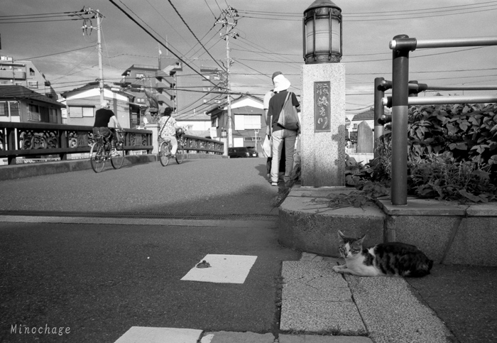 船橋市 海老川