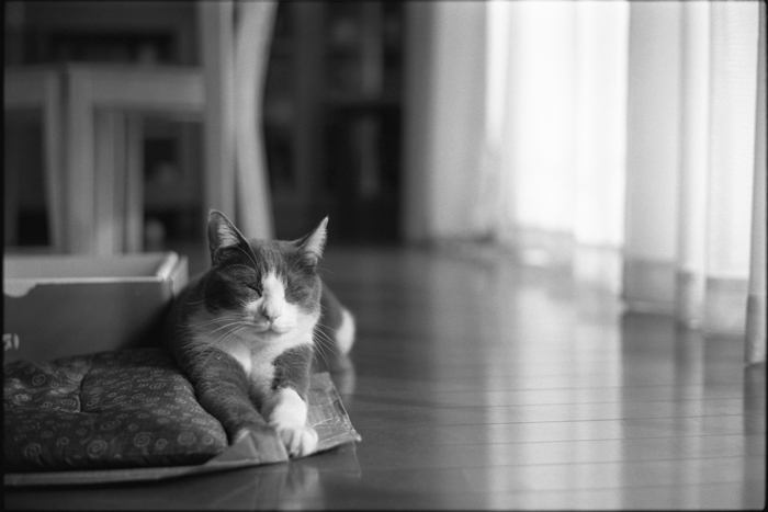 Summilux 50mm 初ショット