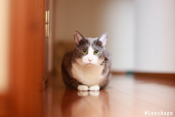 Sigma 50mm f1.4 EX DG HSM