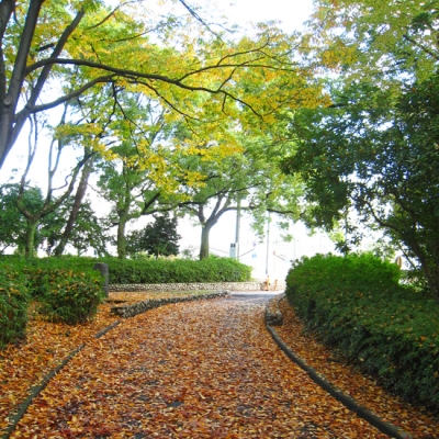 秋の緑地公園