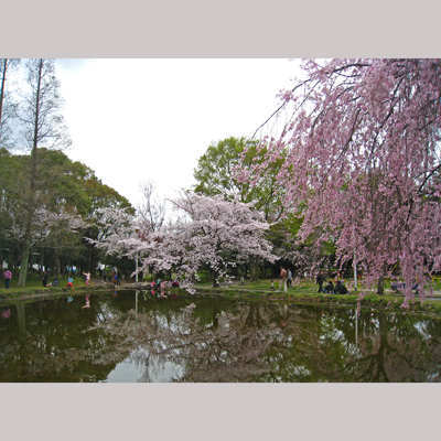 桜