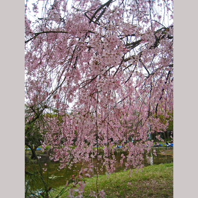枝垂れ桜