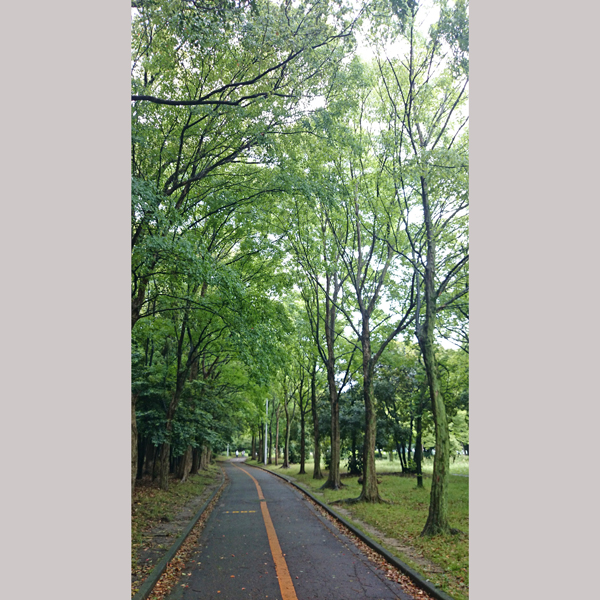 緑地公園の新緑 グリーントンネル