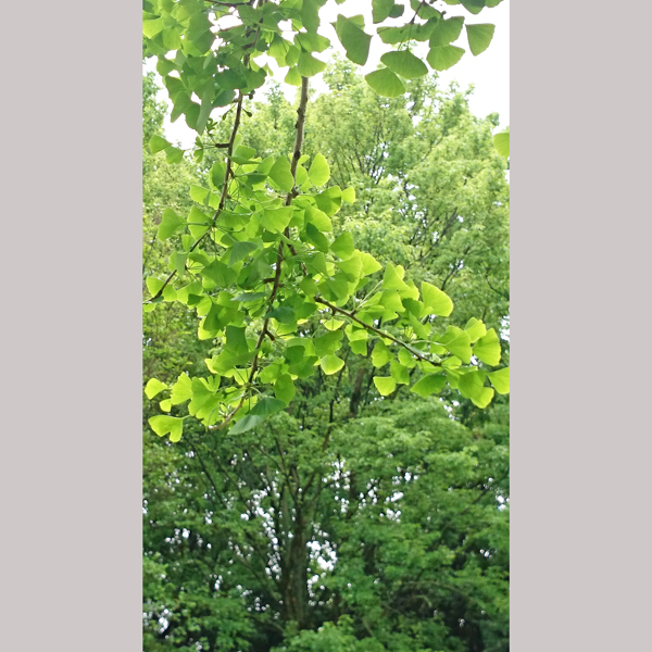 緑地公園のイチョウの木 新緑