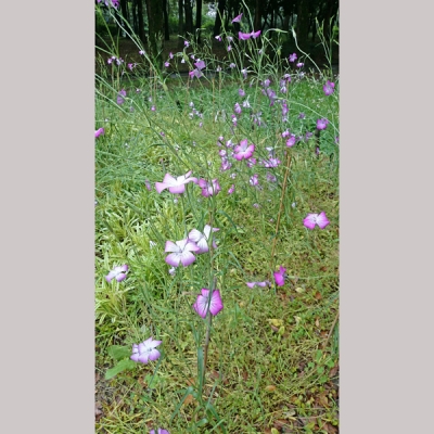 緑地公園のアグロステンマ
