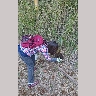 たけのこ掘り中