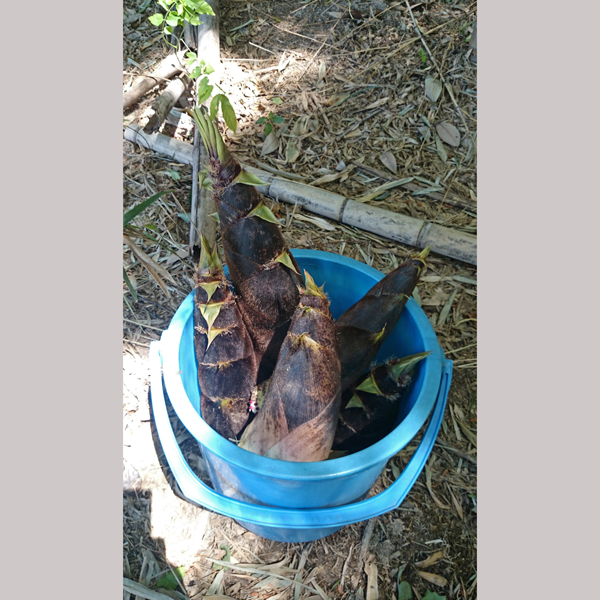 加木屋運動場 竹の子掘りの成果