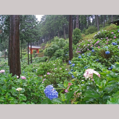 京都 三室戸寺 アジサイ