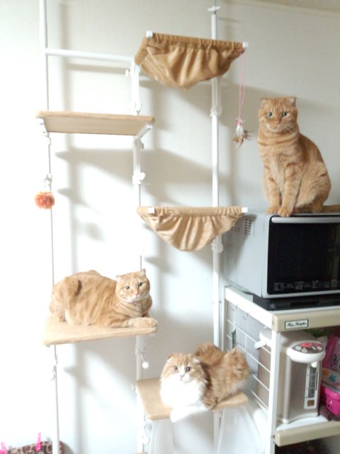 IMG_20121219_013439.jpg