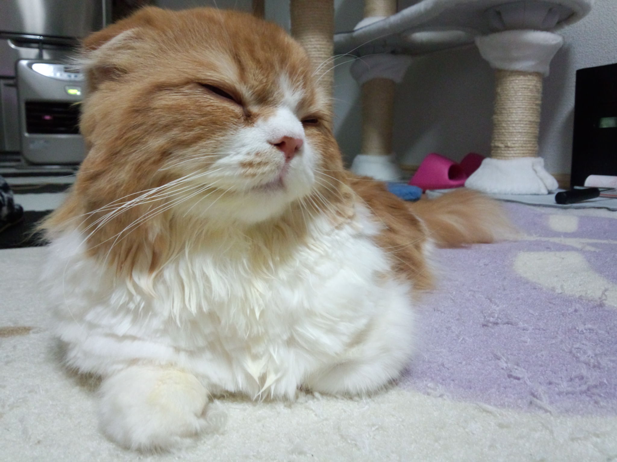 DSC_0811.jpg