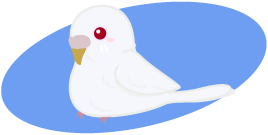 セキセイインコ アルビノ