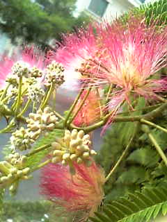 なんの花?