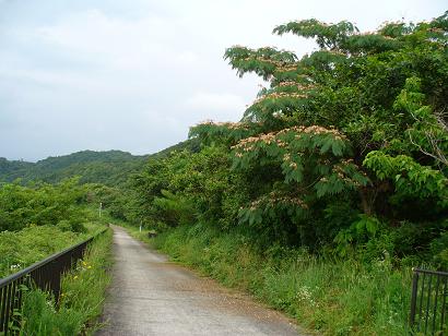威海で見たことある花