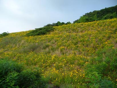 阪南スカイタウンの花