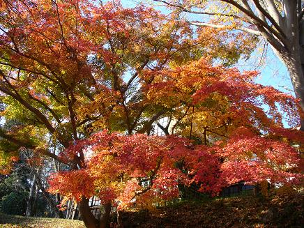 根来寺の紅葉その1