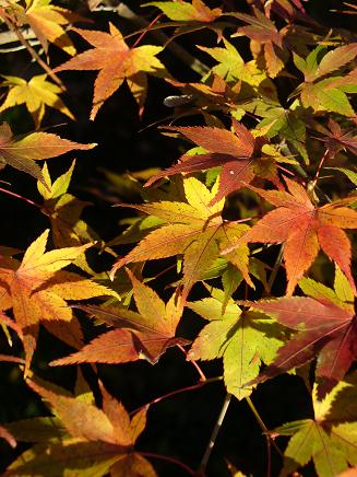 根来寺の紅葉その3