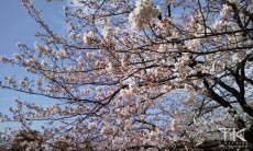 桜 OMNIA