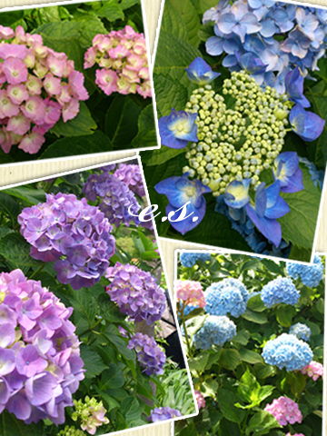 2013ssセール1.jpg