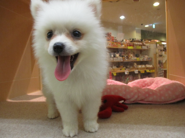 ふわふわモコモコの日本犬 スタッフのブログ