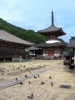 浄土時と鳩