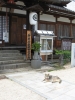 寺と犬