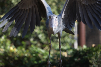 ハシビロコウ、飛ぶ