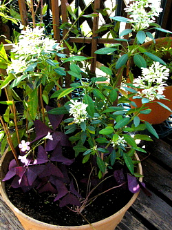 寄席植え35