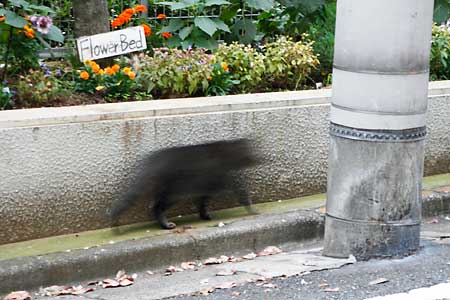 逃げ足