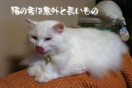 長い舌のシュシュ