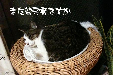 また留守番?