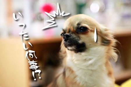 何事ざんす?