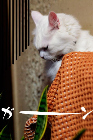 落ち込むシュシュ