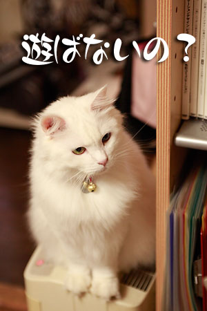 あそばないの?