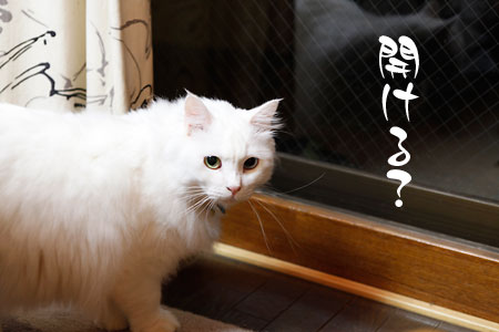 窓を開けてほしいシュシュ
