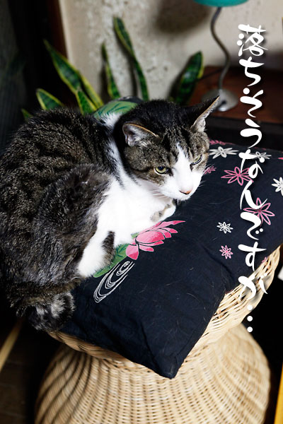 落ちそうなpaku