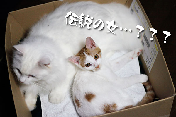 箱入り
