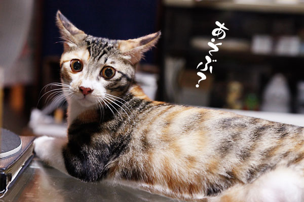 ルル