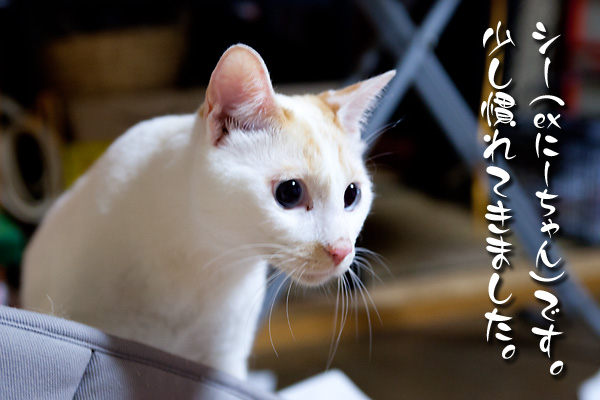 シー