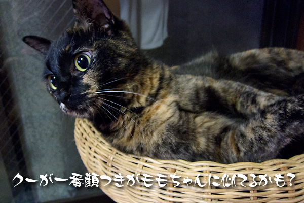クー
