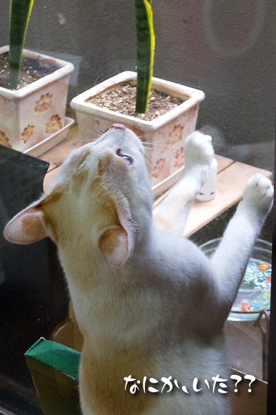 シー