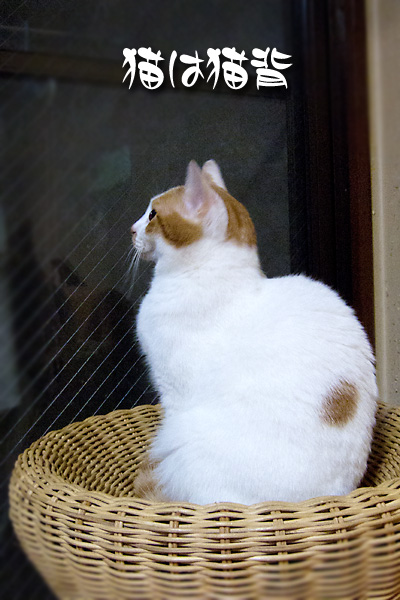猫は猫背