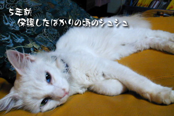 5年前のシュシュ